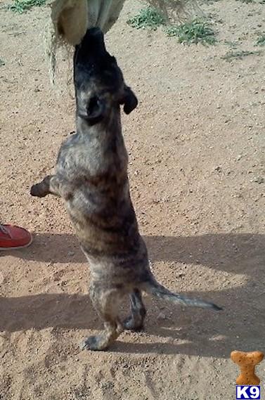 Dutch Shepherd Puppies